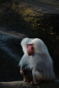 Close-up of gorilla sitting on floor