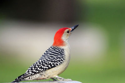 Close-up of a bird