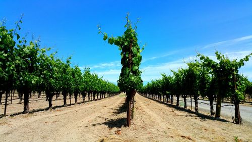 Scenic view of vineyard against blue sky