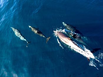 Fish swimming in sea