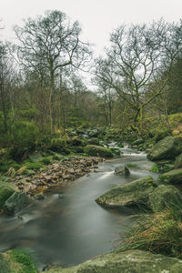 Stream flowing amidst trees in forest