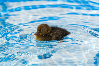 High angle view of a duck swimming in water