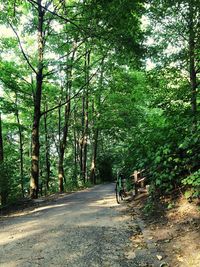 Footpath in forest