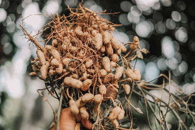 Close-up of hand holding dry leaves