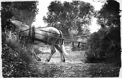 Full length of woman standing on tree trunk