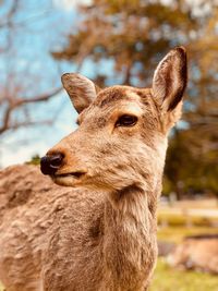 Close-up of deer on field