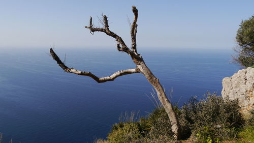 Bare tree by sea against sky