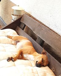 High angle view of a dog sleeping