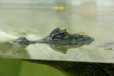Crocodile is in the water is the rank of reptiles 