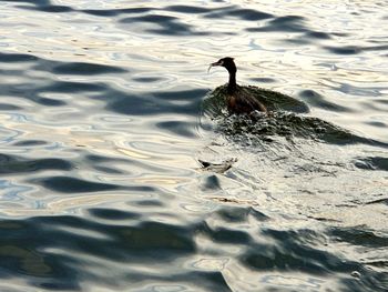 High angle view of duck swimming in lake