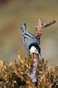 Close-up of bird perching on tree