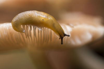 Close-up of snail