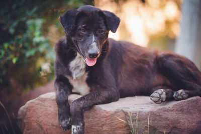 Portrait of black dog sitting outdoors