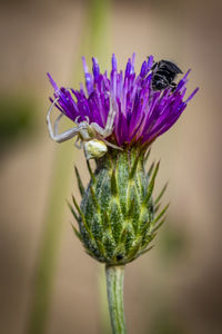 Close-up of purple flower