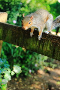 Close-up of squirrel in zoo