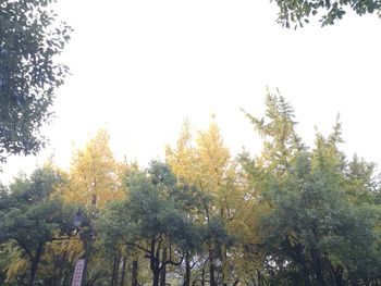 Low angle view of trees against sky