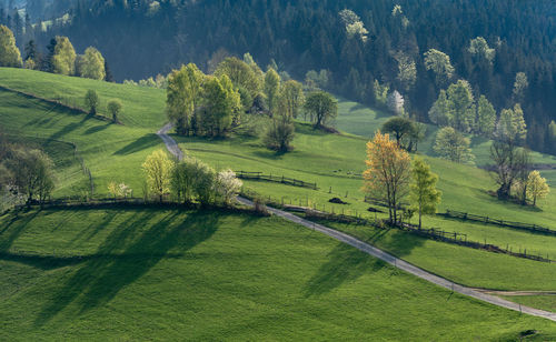 Scenic view of grassy field