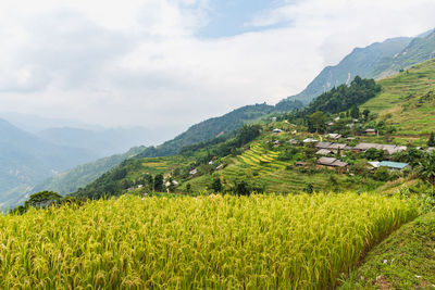 Scenic view of agricultural field against sky