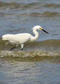 Bird in a sea