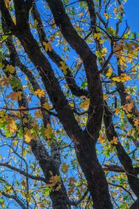 Low angle view of tree against blue sky