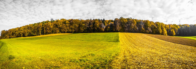 Scenic view of field against sky