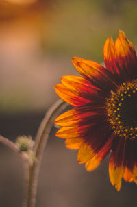 Close-up of orange flower against blurred background