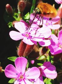 Close-up of pink flower