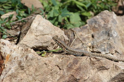 Close-up of lizard on rock