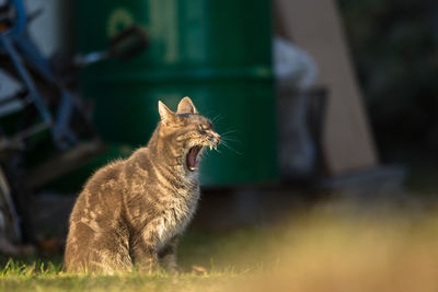 Cat sitting outdoors