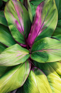 Full frame shot of purple leaves