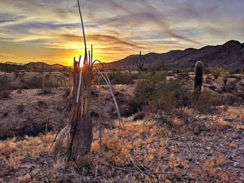 Scenic view of landscape against sky during sunset