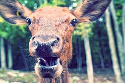 Close-up portrait of a deer