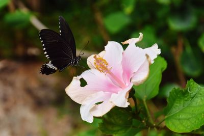 Close-up of insect on flower