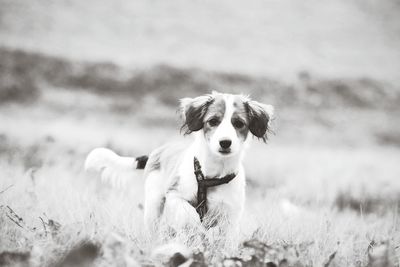 Portrait of dog on field during winter