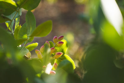 Close-up of flowering plant