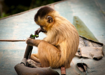 Close-up of lion sitting in zoo