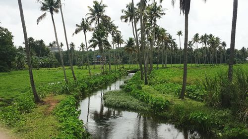 Stream amidst palm trees on field