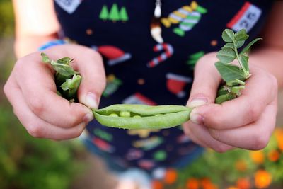 Midsection of girl holding green peas