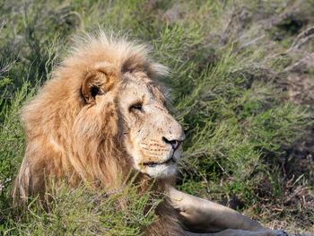 Lioness sitting on field