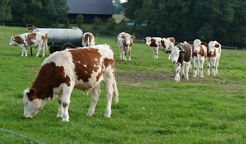 Cows grazing in a field