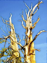 Low angle view of bare tree against blue sky