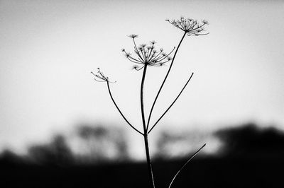 Close-up of silhouette plant against sky