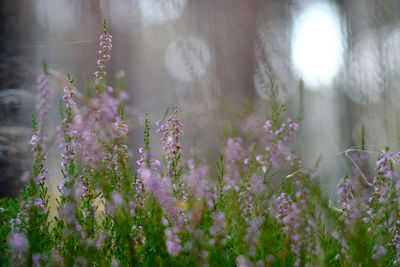 Close-up of purple flowering plant in field