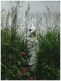 Bird perching on plants