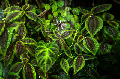 Close-up of green plant