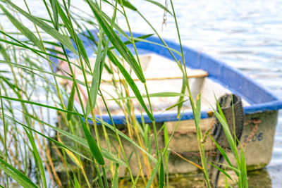 Close-up of plants growing on land