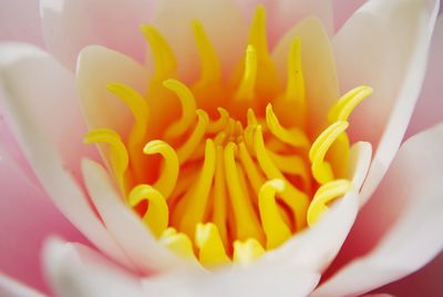 Macro shot of yellow flower