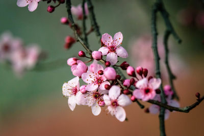 Close-up of pink cherry blossoms in spring