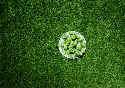 High angle view of brussels sprouts in plate on field