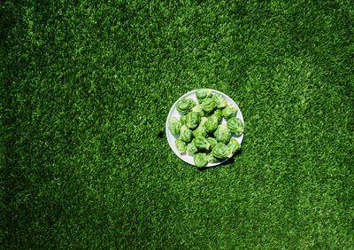 High angle view of brussels sprouts in plate on field